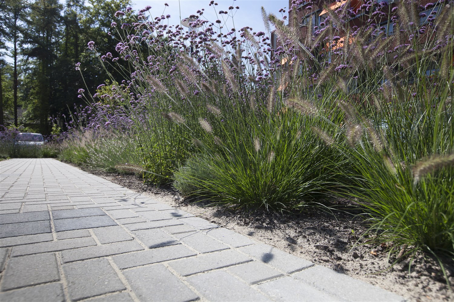 Vlinderborder 10 m2